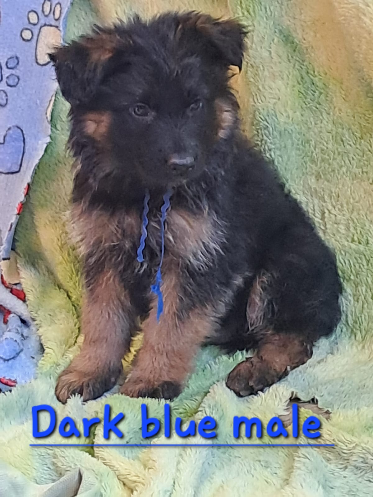 AA_Dark_Blue_Male_1