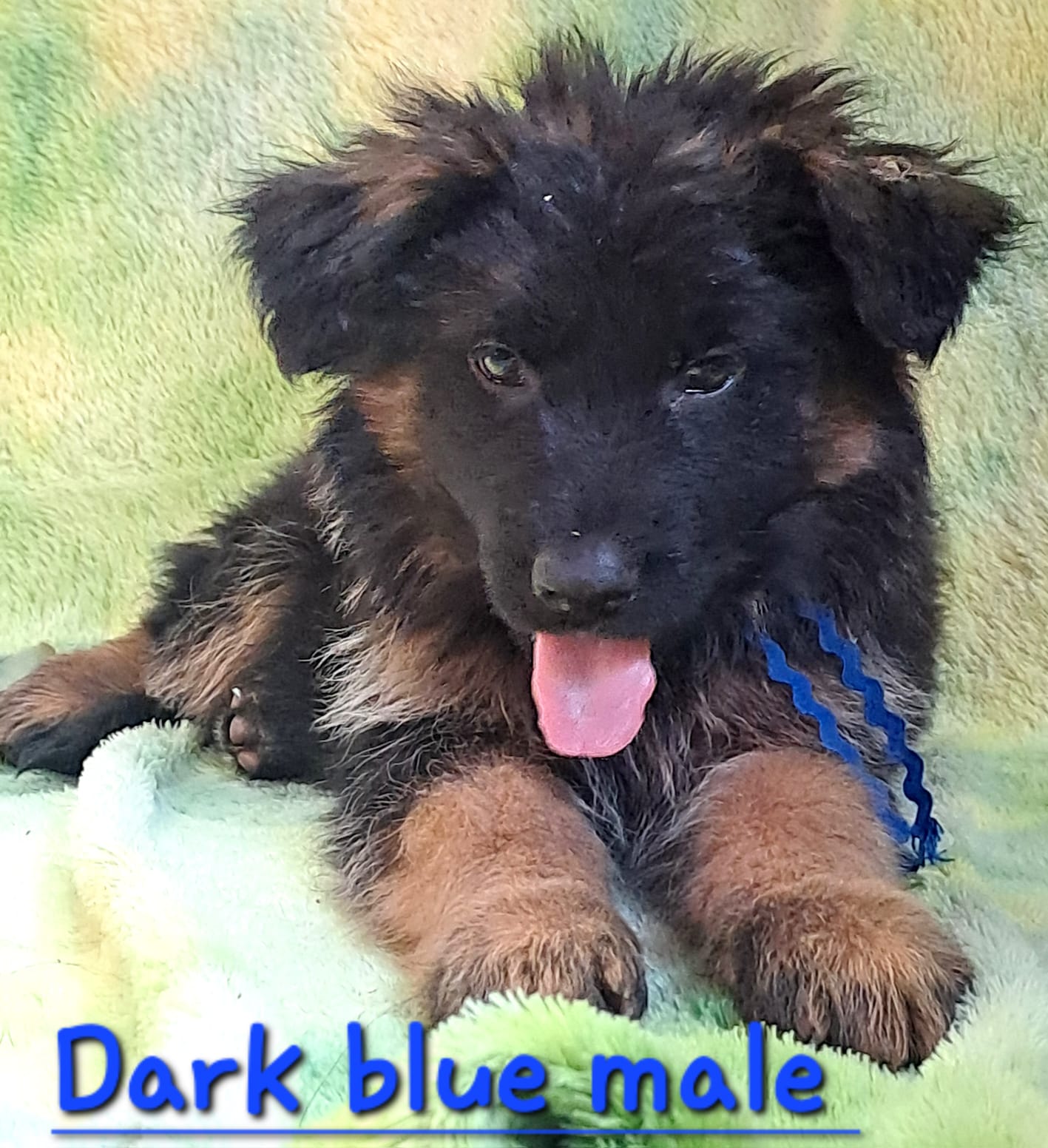AA_Dark_Blue_Male_2