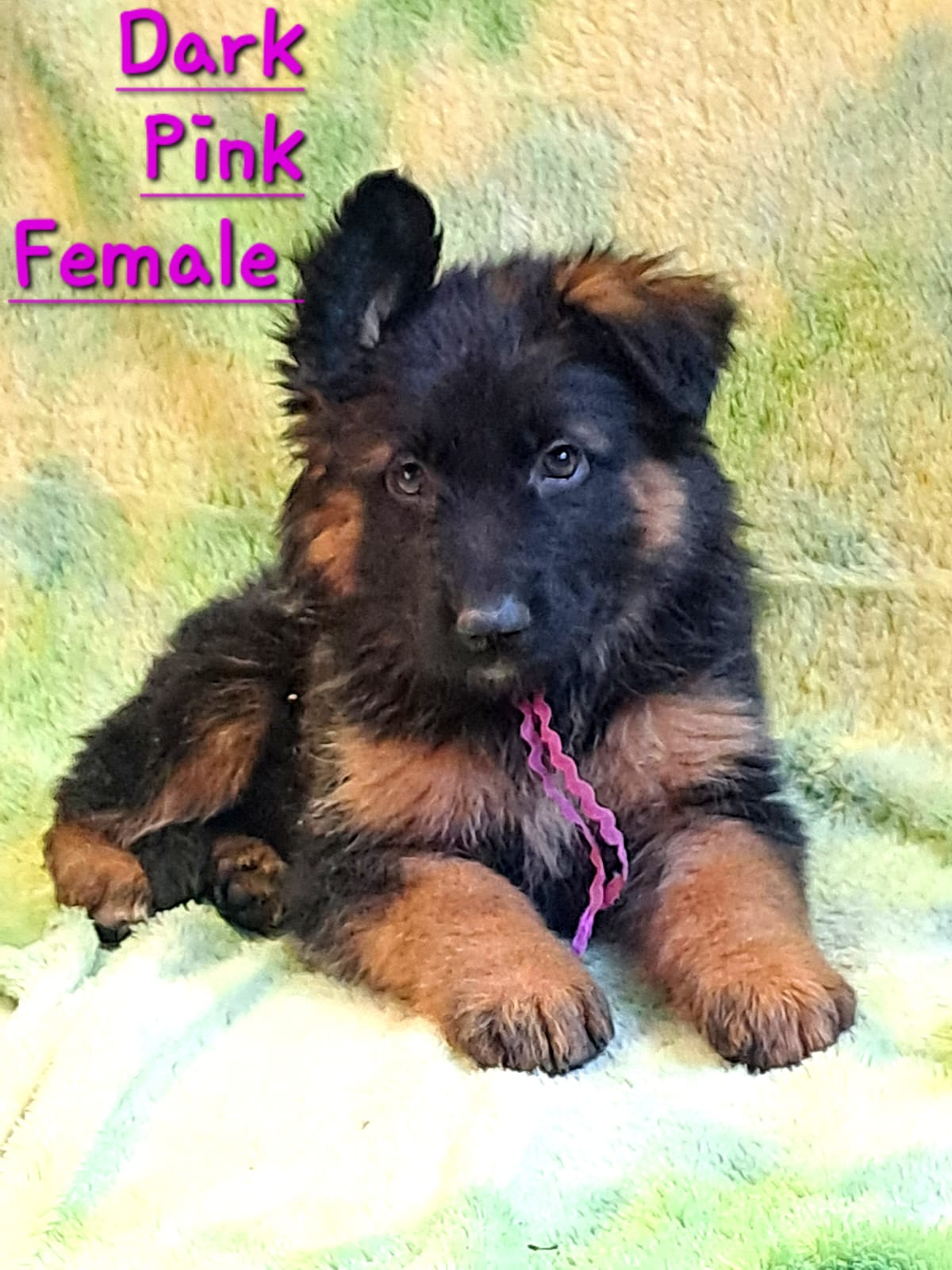 AA_Dark_Pink_Female_2
