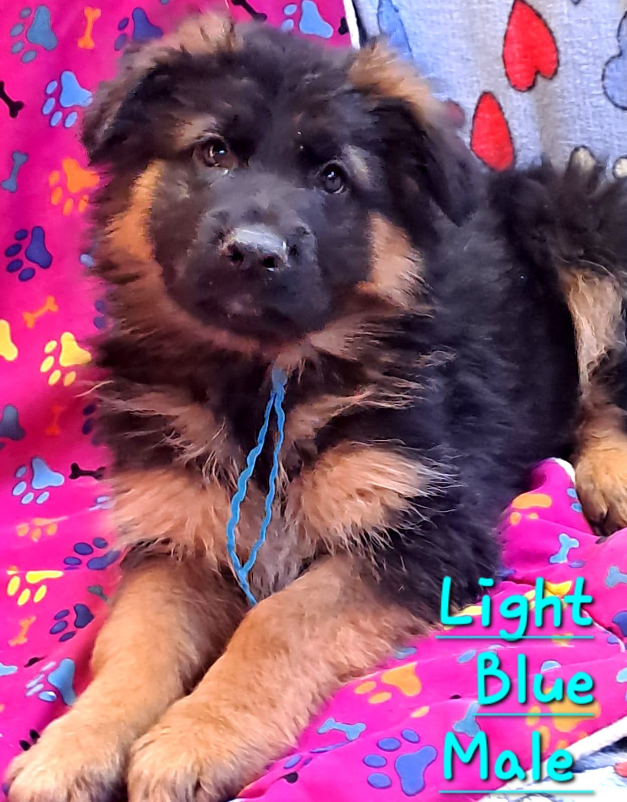 AA_Light_Blue_Male_2
