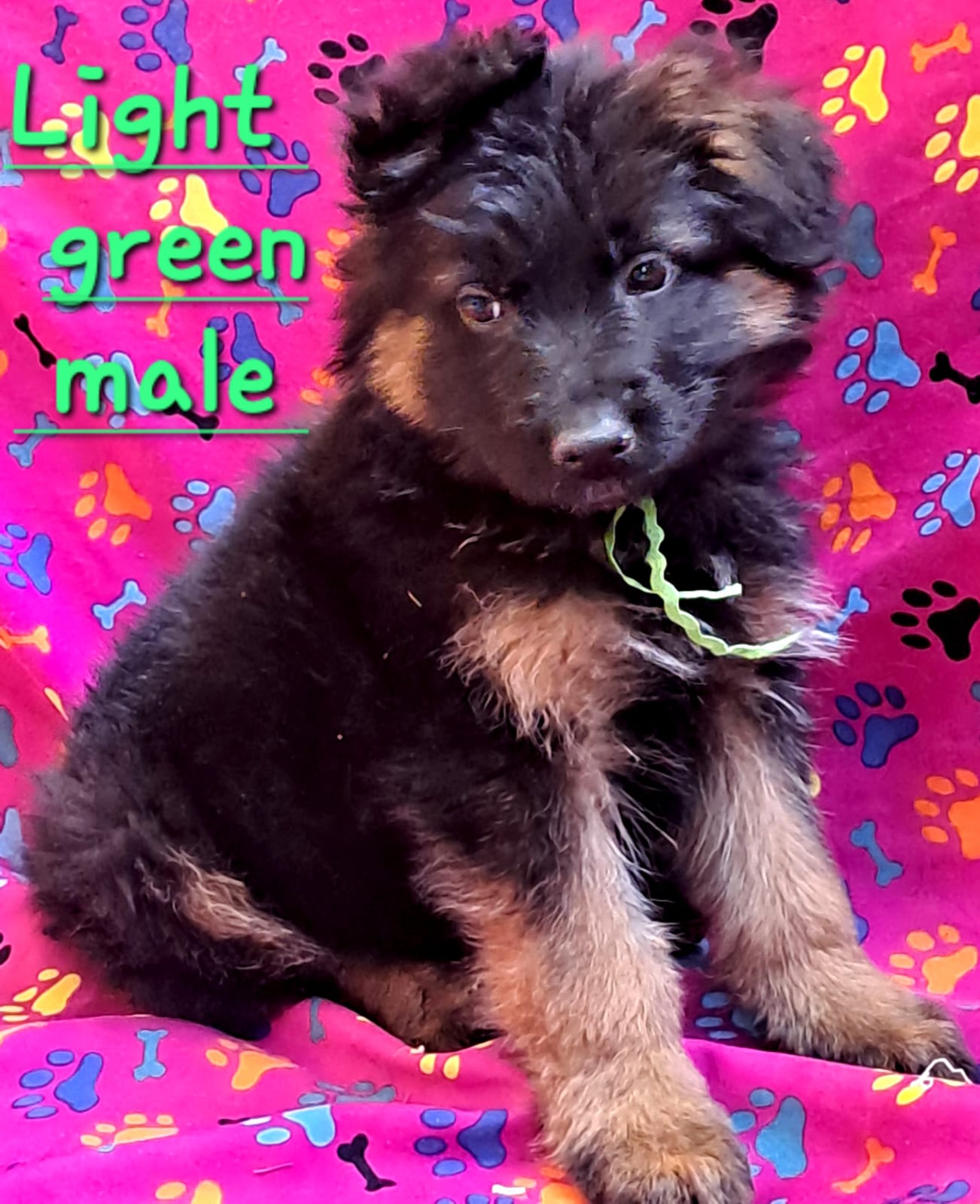 AA_Light_Green_Male_1