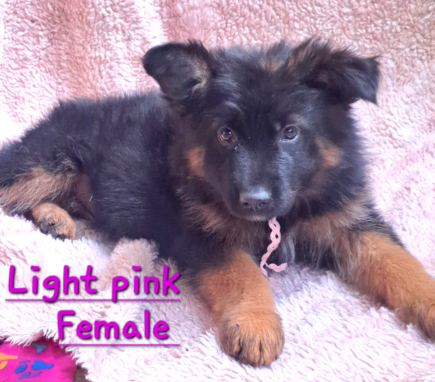 AA_Light_Pink_Female_2