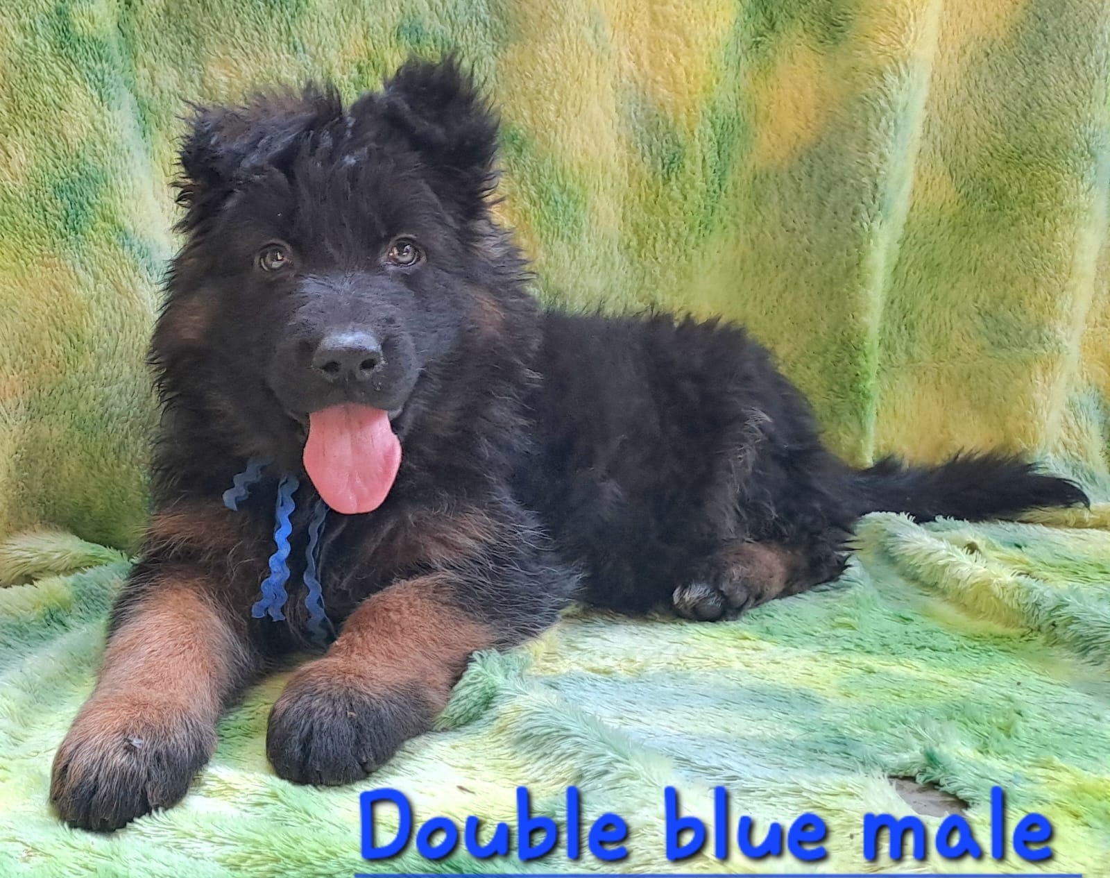 Double_Blue_Male_2