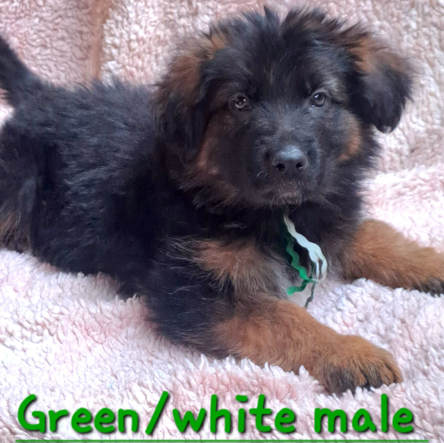 Green_white_male_1