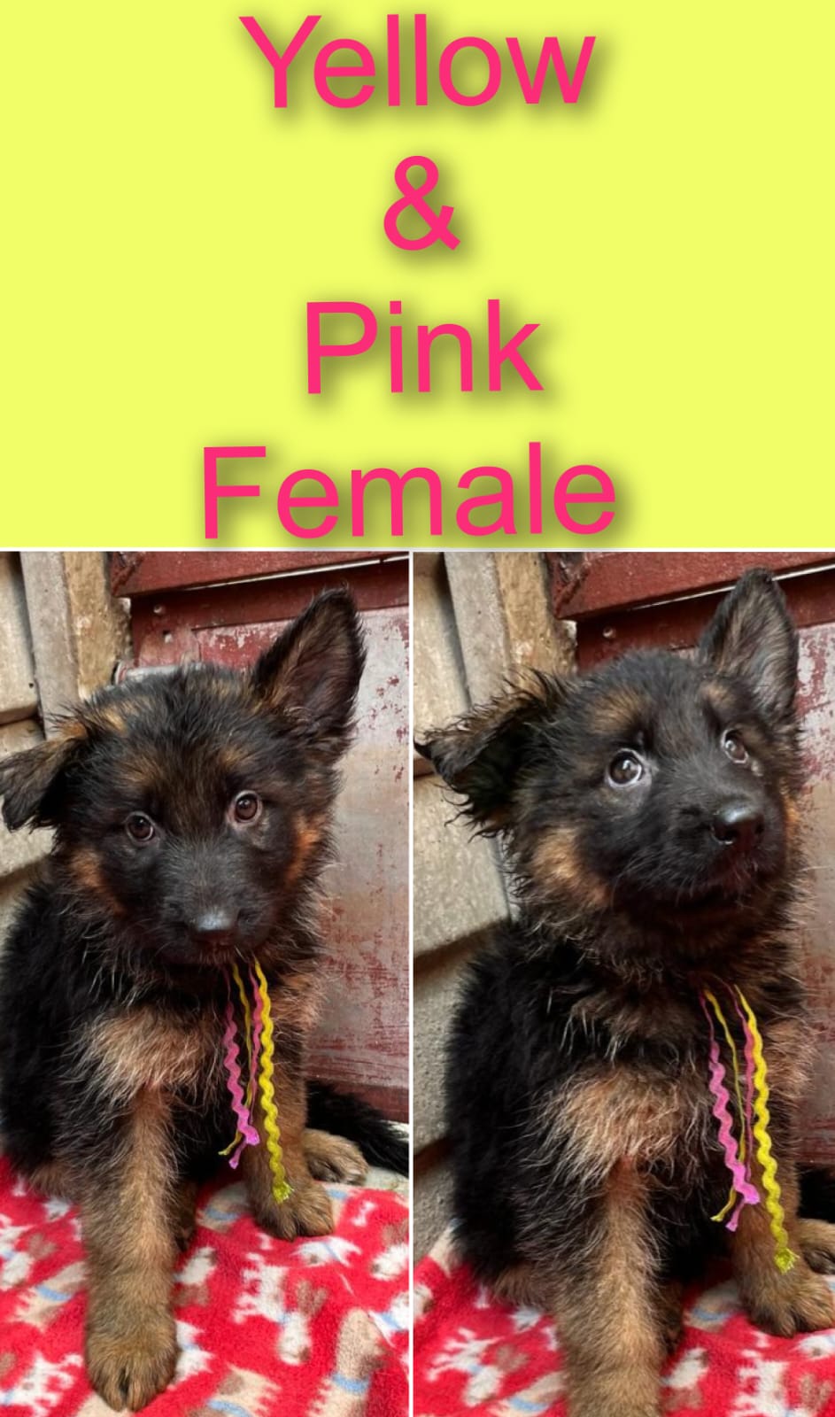 Lupa_Yellow_and_Pink_female_1